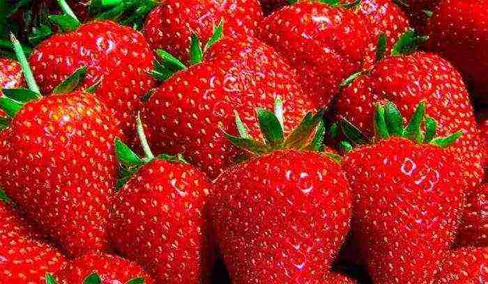 what are the best varieties of strawberries