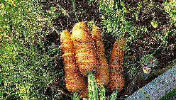 what are the best varieties of carrots