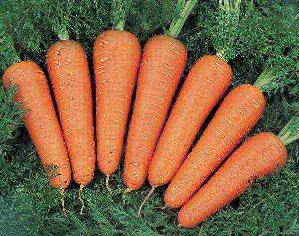 what are the best varieties of carrots