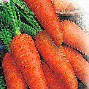 what are the best varieties of carrots