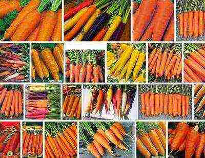 what are the best varieties of carrots