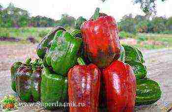 what are the best varieties of pepper