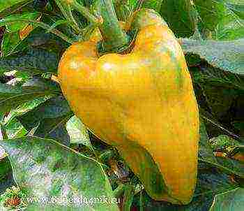 what are the best varieties of pepper