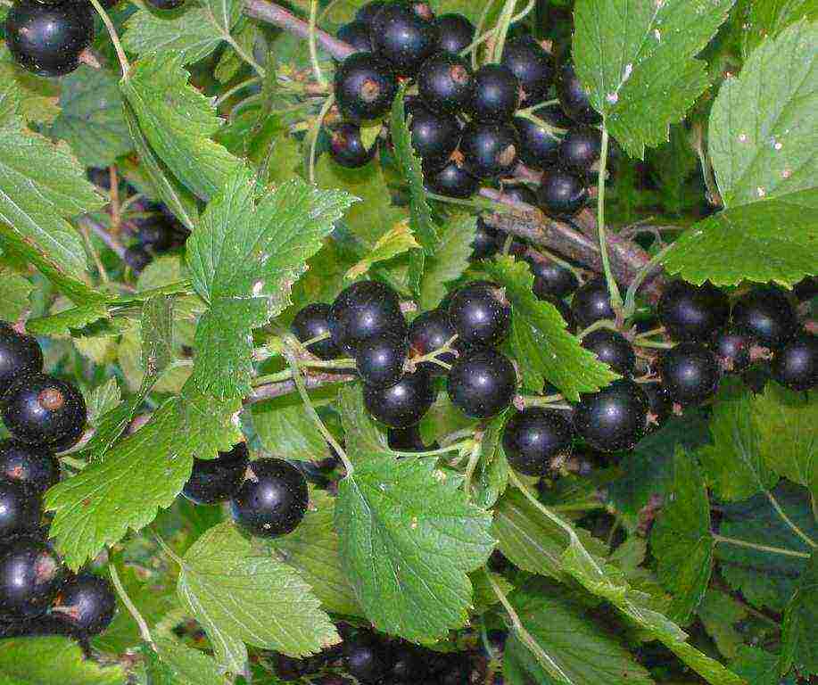 what are the best varieties of currants