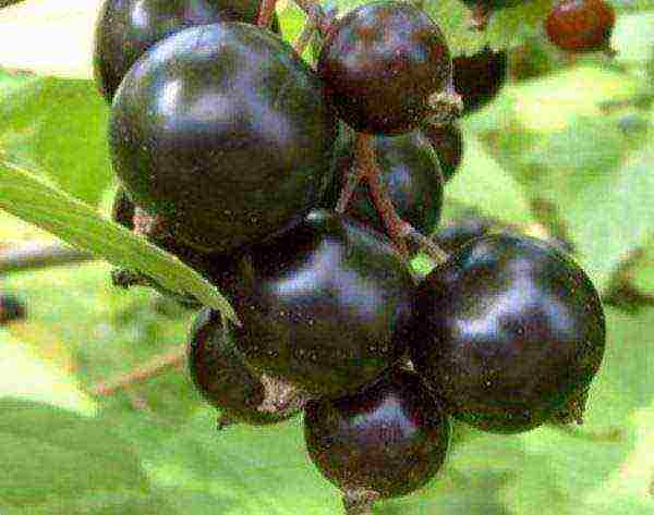 what are the best varieties of currants