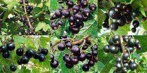 what are the best varieties of currants