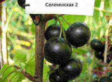 what are the best varieties of currants