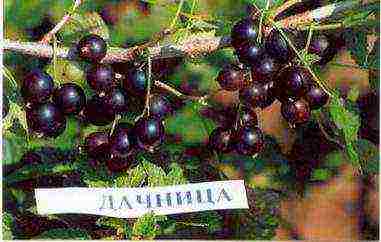 what are the best varieties of currants