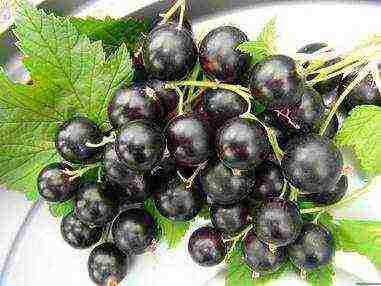 what are the best varieties of currants