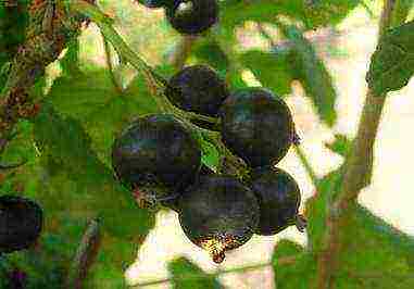 what are the best varieties of currants