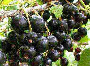 what are the best varieties of currants