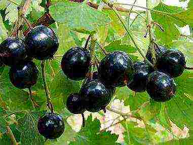 what are the best varieties of currants