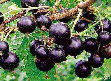 what are the best varieties of currants