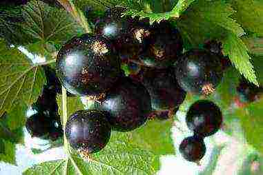 what are the best varieties of currants