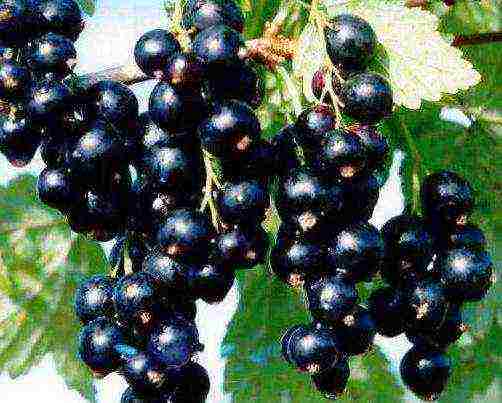 what are the best varieties of currants