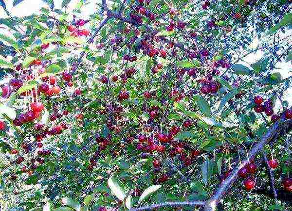 what are the best varieties of cherries