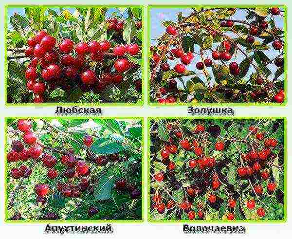 what are the best varieties of cherries