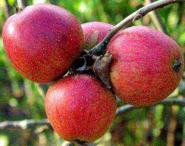 what are the best varieties of apple trees