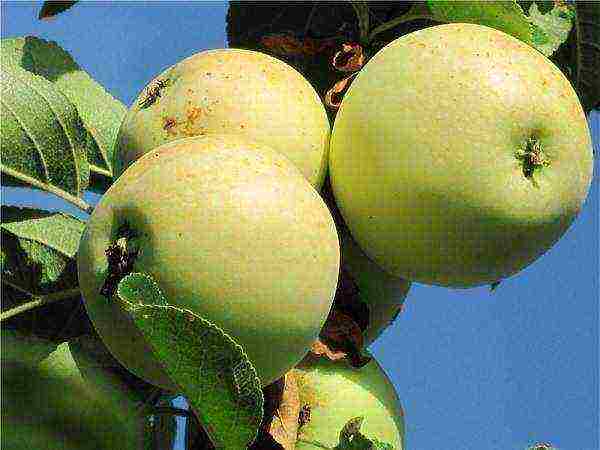 what are the best varieties of apple trees