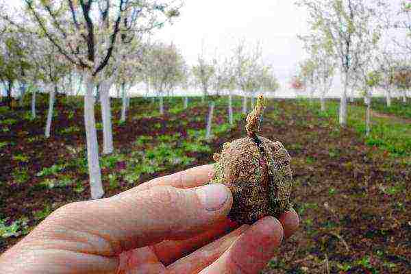 what nuts can be grown in central Russia