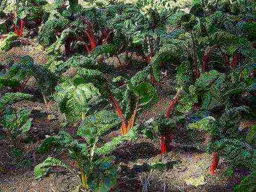 what vegetables can be grown in a shaded area