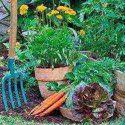 what vegetables can be grown in a shaded area