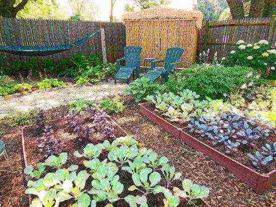 what vegetables can be grown in a shaded area