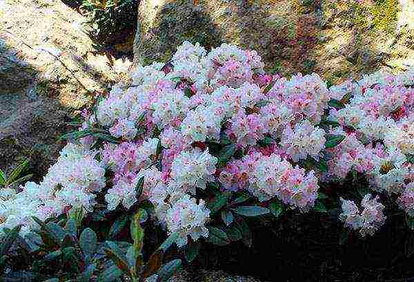 what vegetables can be grown in a shaded area