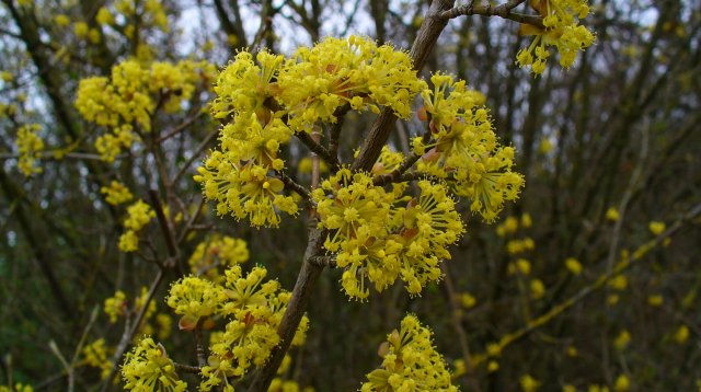 what fruit trees can be grown in the suburbs