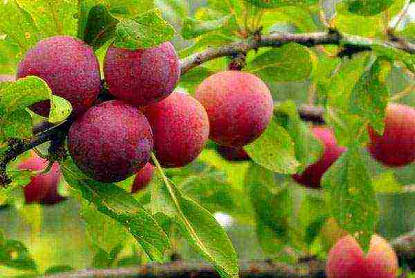 what fruit trees can be grown in the suburbs