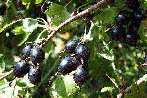 what fruit trees can be grown in the suburbs