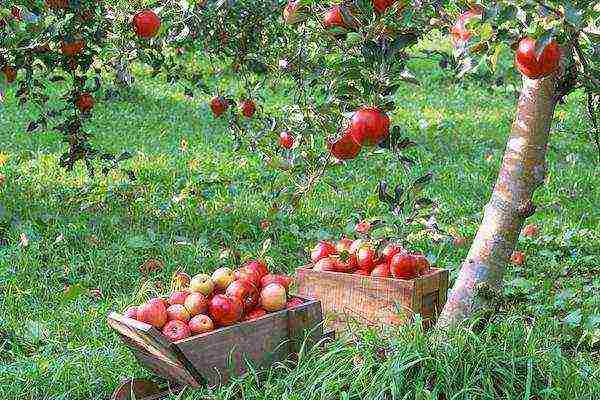 what fruit trees can be grown in the suburbs