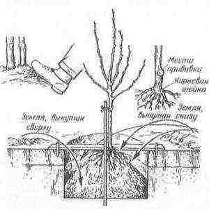 what fruit trees can be grown in the suburbs