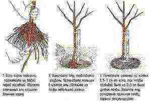 what fruit trees can be grown in the suburbs