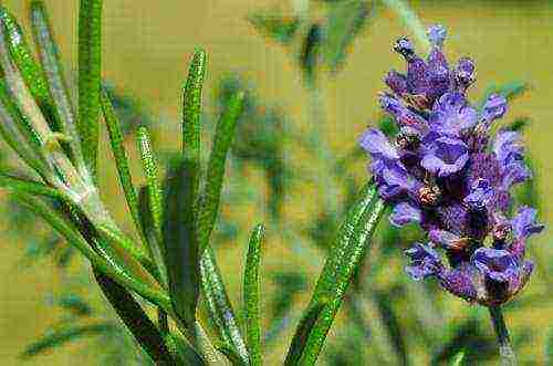 what spicy herbs can be grown on the windowsill