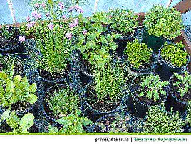 what spicy herbs can be grown on the windowsill