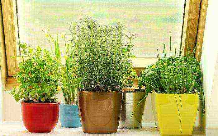 what plants can be grown at home on a windowsill