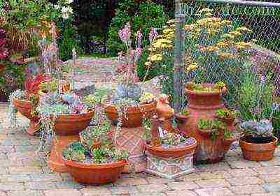 what plants can be grown in pots outdoors