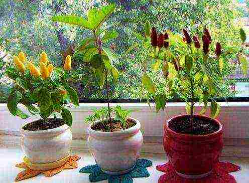 what plants can be grown on the windowsill in winter