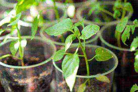 what plants can be grown on the windowsill in winter