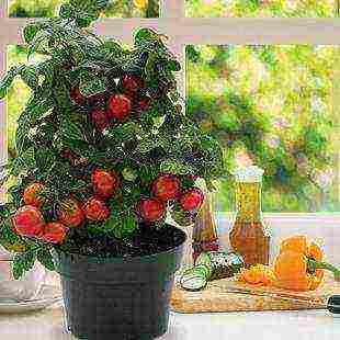 what plants can be grown on the windowsill in winter