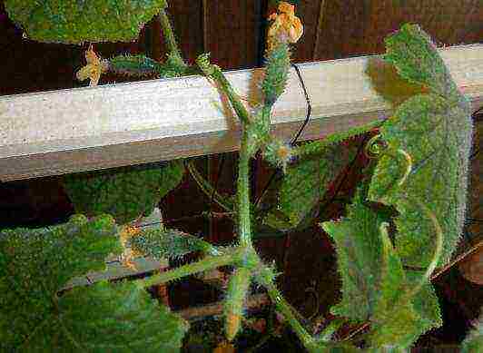 what plants can be grown on the windowsill in winter