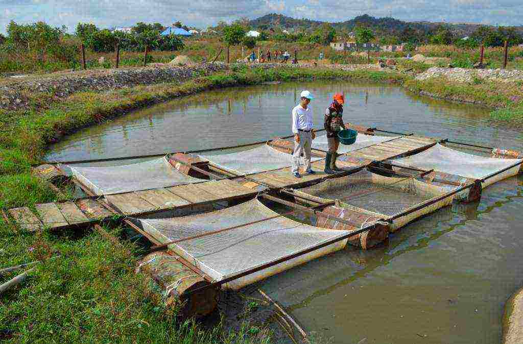 what fish are grown artificially in small ponds