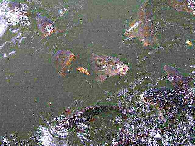 what fish are grown artificially in small ponds