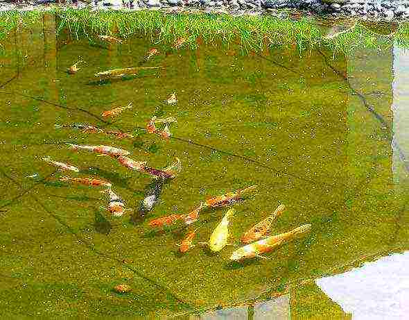 what fish are grown artificially in small ponds