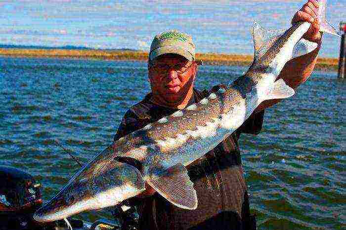 anong mga isda ang lumaki nang artipisyal sa maliliit na ponds