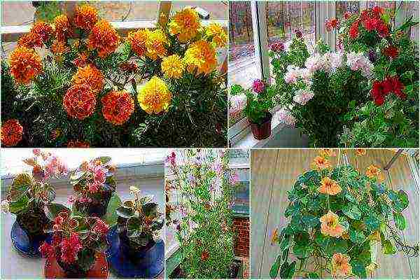 what garden flowers can be grown as indoor