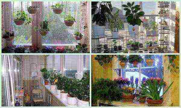 what garden flowers can be grown as indoor