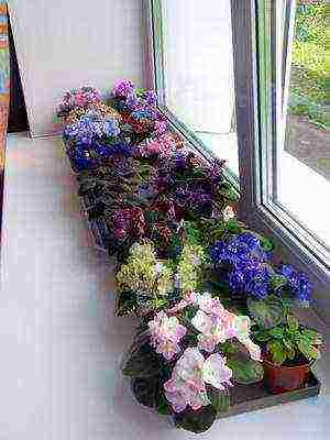 what garden flowers can be grown on the windowsill