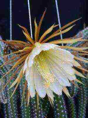 what garden flowers can be grown on the windowsill